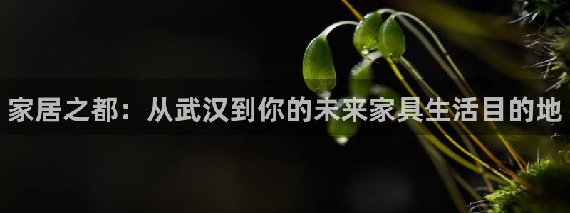 球盟会qm8597