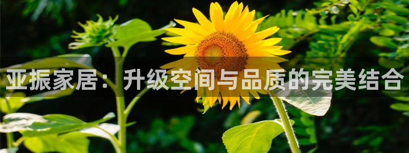 球盟会黑台子