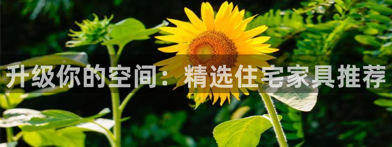 球盟会体育app官方网站