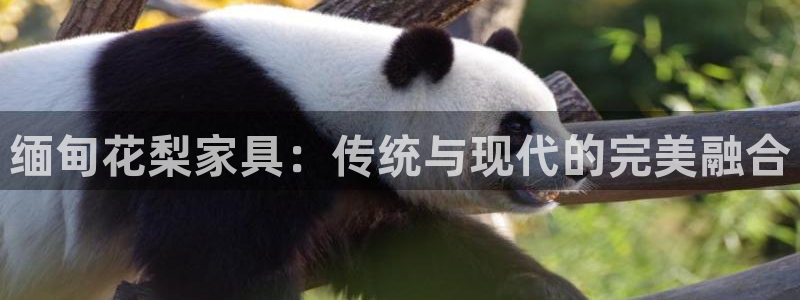 球盟会可以提现么